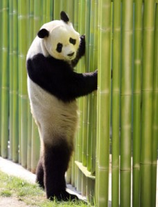 Bing Xing